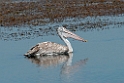 Spot-billed pelican.20131201_0476
