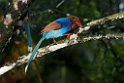 Sri Lanka Blue Magpie.20131207_0549