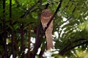 Sri Lanka Frogmouth.20131207_0520