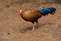Sri Lanka Spurfowl.20131207_0507