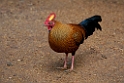Sri Lanka Spurfowl.20131207_0512