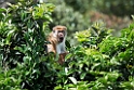 Toque Macaque.20131129_0275