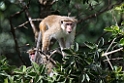 Toque Macaque.20131129_0286