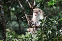 Toque Macaque.20131129_0287