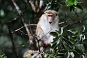 Toque Macaque.20131129_0288