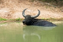Water Buffalo.20131129_0125