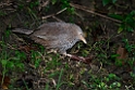 Yellow-billed babler.20131201_0492