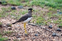 Yellow.wattled lapwing.20131201_0397