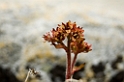 2407 Danskøya blomst