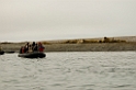 2507 Lågøya Hvalros17