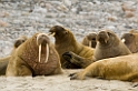 2507 Phipsøya Hvalros08