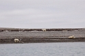 2507 Phipsøya Isbjørn00