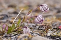 2907 Diskobukta Blomst09