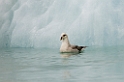 3107 Monacobreen Mallemuk00