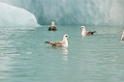 3107 Monacobreen Mallemuk01