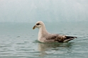 3107 Monacobreen Mallemuk02