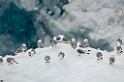 3107 Monacobreen13