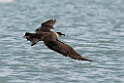Almindelig kjove_20130703_882