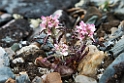 Blomst_20130705_1377