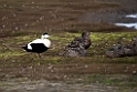 Ederfugl_20130630_500