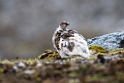 Fjeldrype_20130702_579