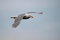 Gråmåge_20130630_463