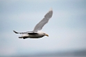 Gråmåge_20130630_464