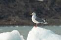 Gråmåge_20130703_907