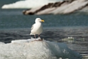Gråmåge_20130703_911