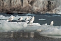 Gråmåge_20130703_938