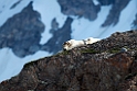 Isbjørn_20130703_796