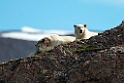 Isbjørn_20130703_823