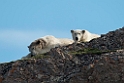 Isbjørn_20130703_833