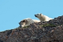 Isbjørn_20130703_850
