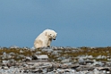Isbjørn_20130707_2056