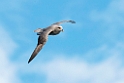 Mallemuk_20130704_997