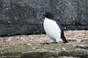 Polarlomvie_20130706_1459