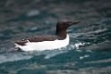 Polarlomvie_20130706_1522
