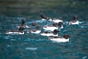 Polarlomvie_20130706_1547