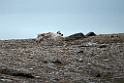Ren_20130702_597