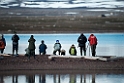 Så ses der kongeederfugle_20130703_756