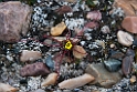 Saxifraga platysepala_20130705_1392
