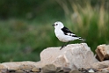 Snespurv_20130630_512