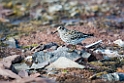 Sortgrå ryle._20130703_759
