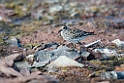 Sortgrå ryle_20130703_758