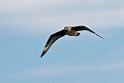 Storkjove_20130703_885