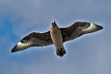 Storkjove_20130703_893
