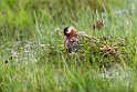 Thorshane_20130701_530