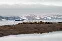 hvalrosser_20130705_1393