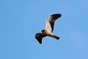 Dværgøen_20140919-0876